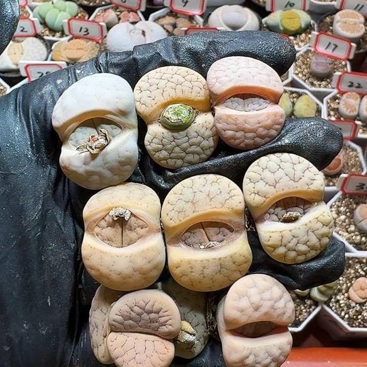 生石花233:：：。  101