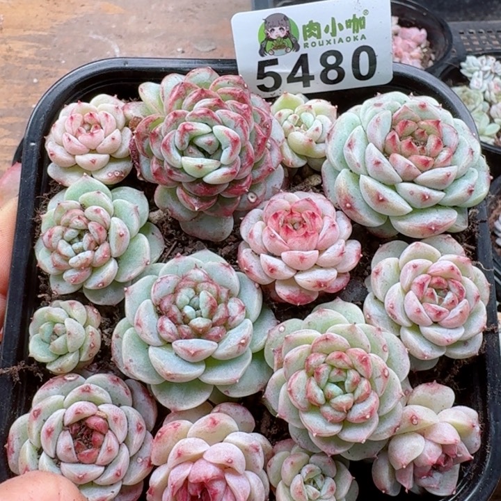 多肉植物多肉植物