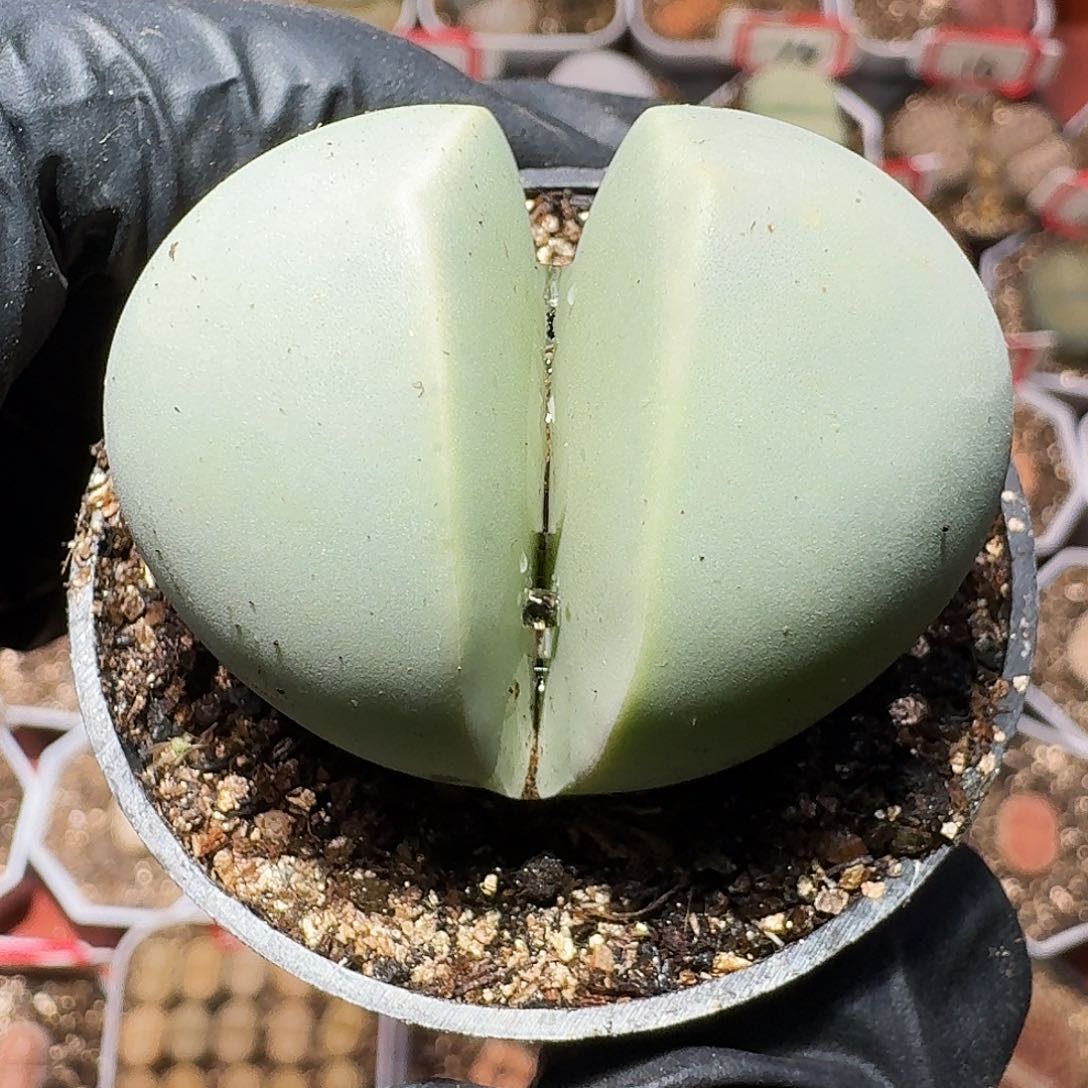 生石花等植物111 11111111。  168
