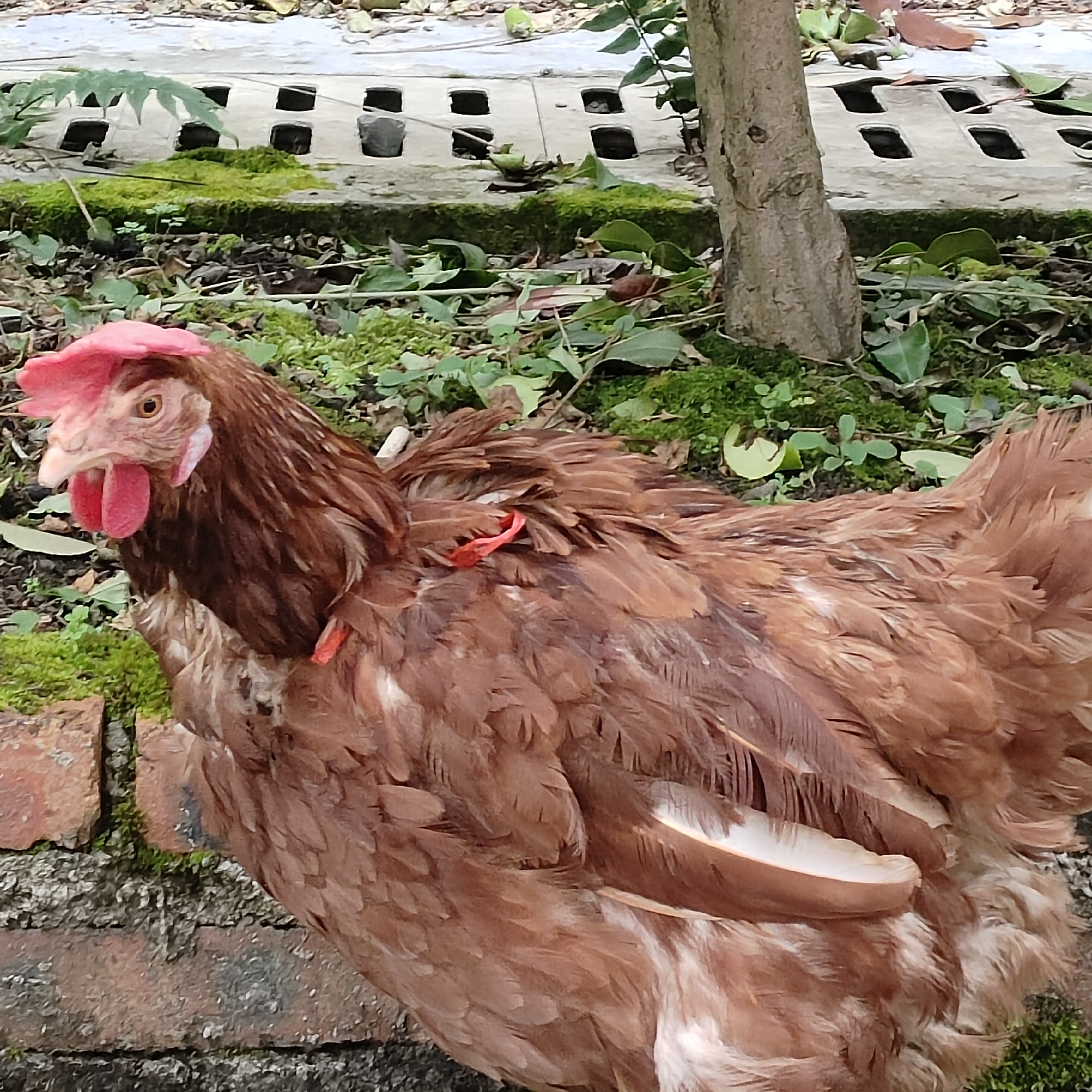 【村民代卖】大巴山跑山鸡 不支持退货