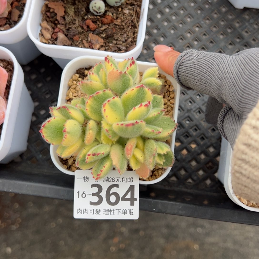 白熊多肉多肉多肉多肉