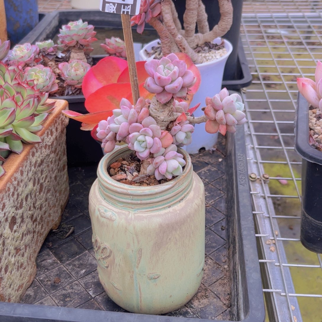 冰***白鹭多肉植物23220