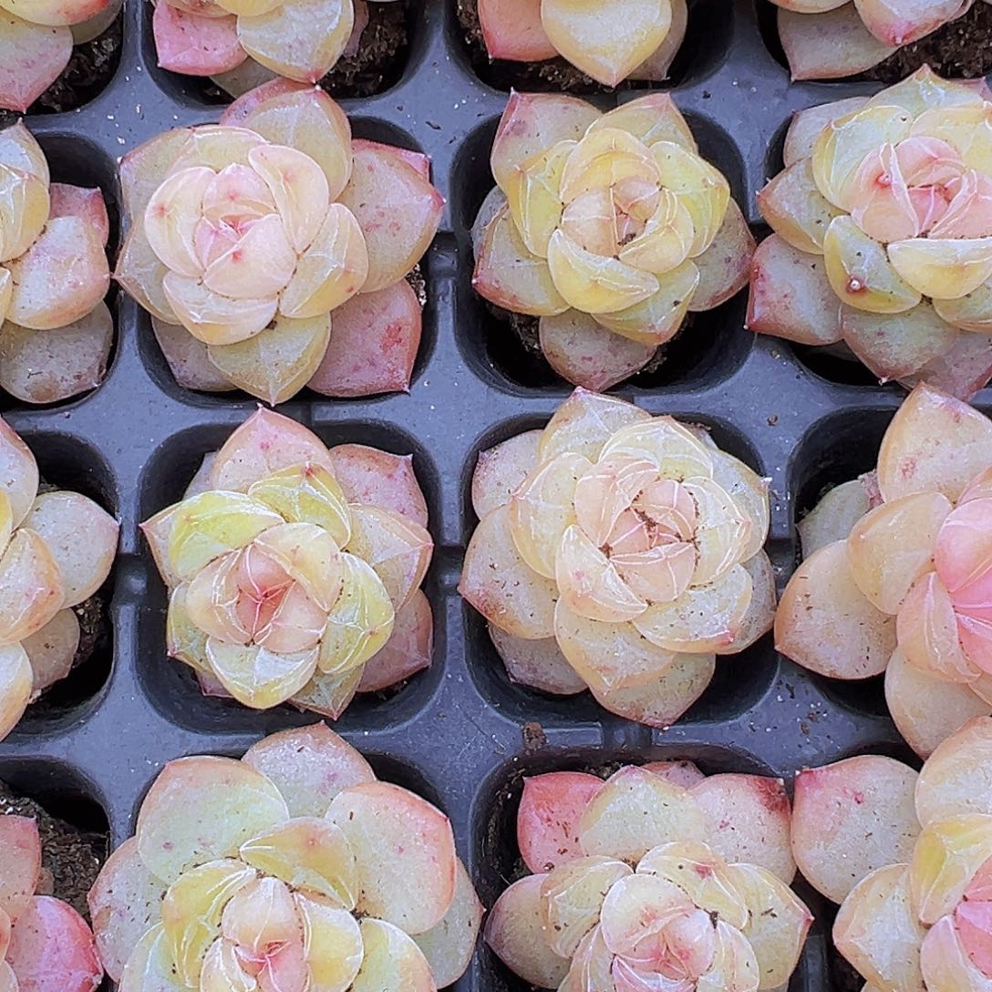 249梦冰2颗19包邮多肉