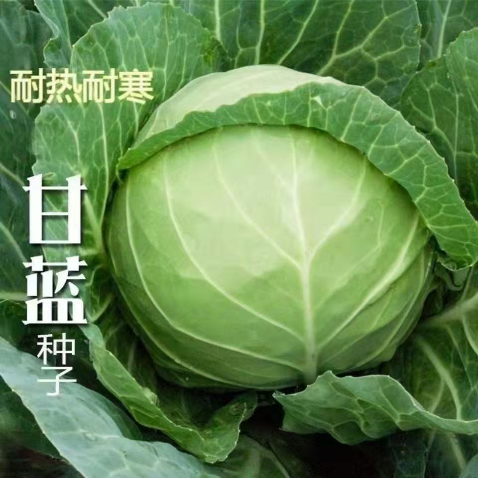 包菜种籽牛心甘蓝种子甘兰春秋包菜春夏秋冬紫甘蓝卷心菜蔬菜种子