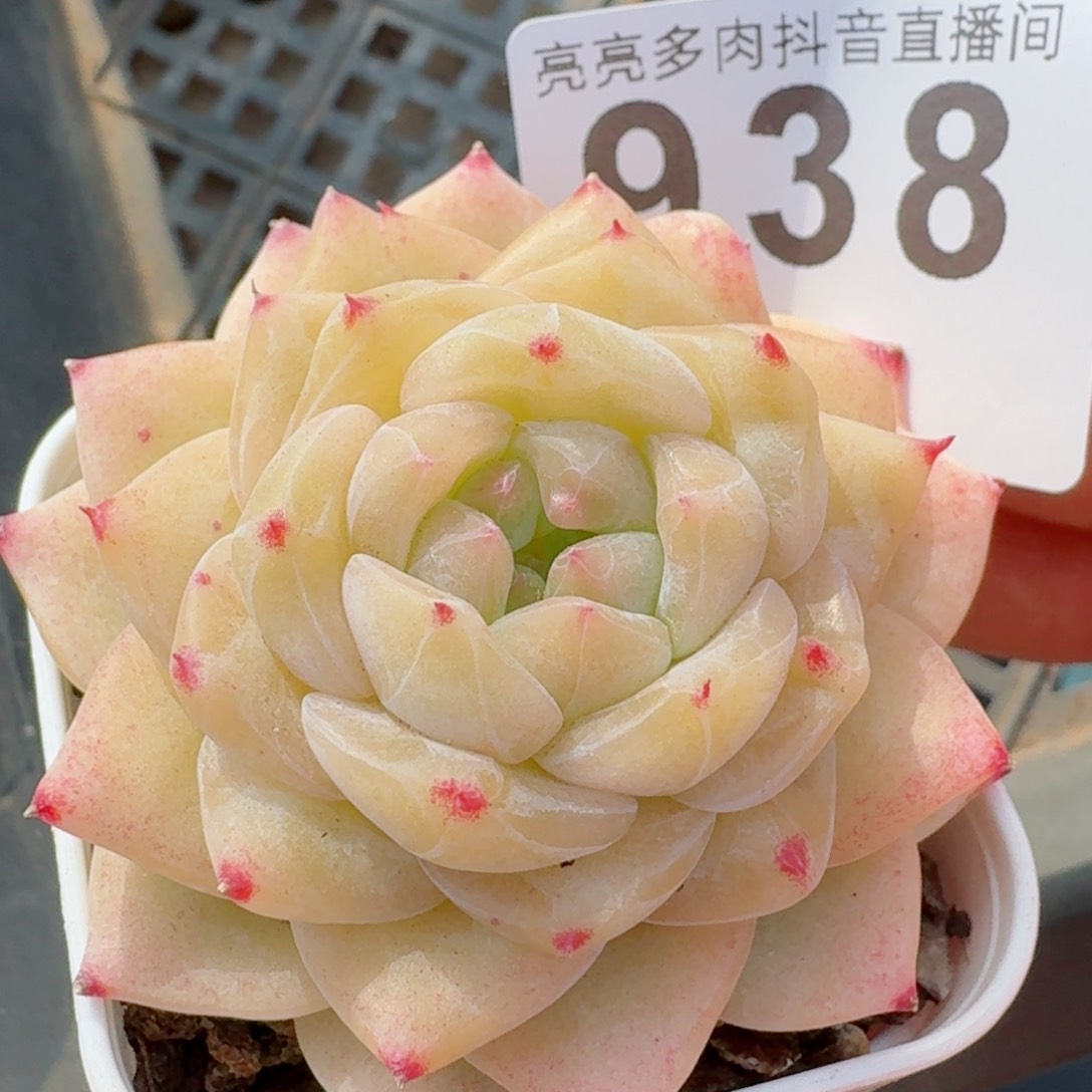 孤品珍妮         精品多肉