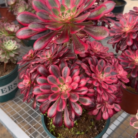 458香奈儿多肉25厘米左右