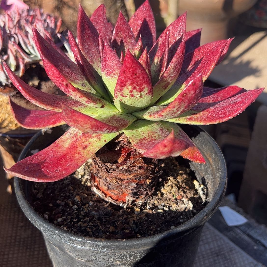 4288坎逮拉贝若仙女杯