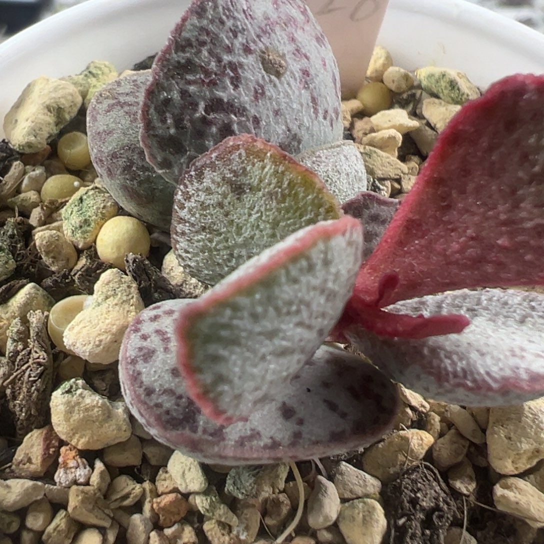 实生多肉植物新品