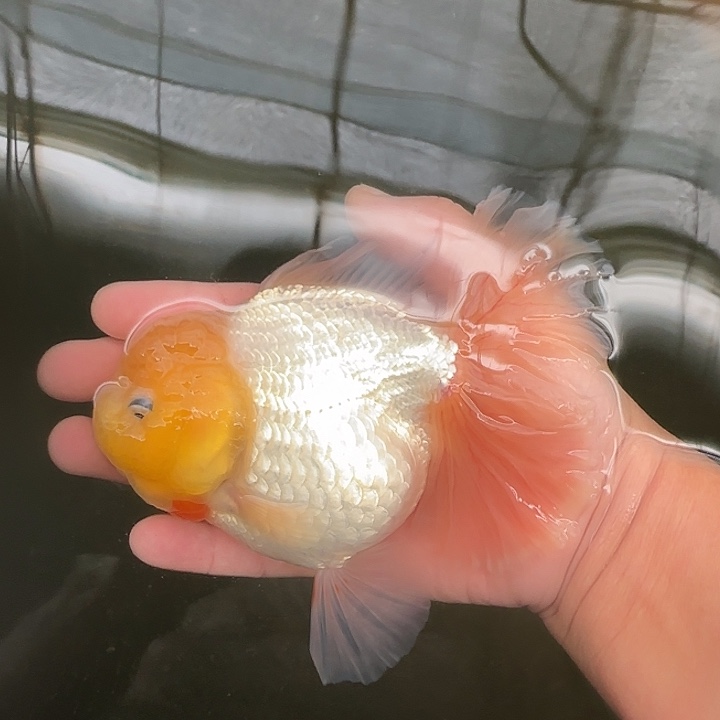 *****金鱼泰狮金鱼 观赏鱼