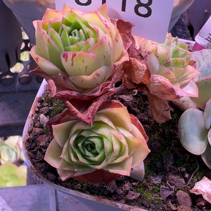 老***姐三碗118         浮生试炼