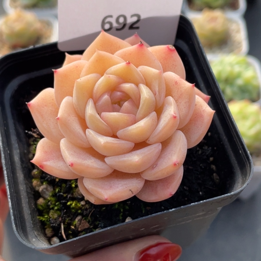 692号糖心冰心珍妮 