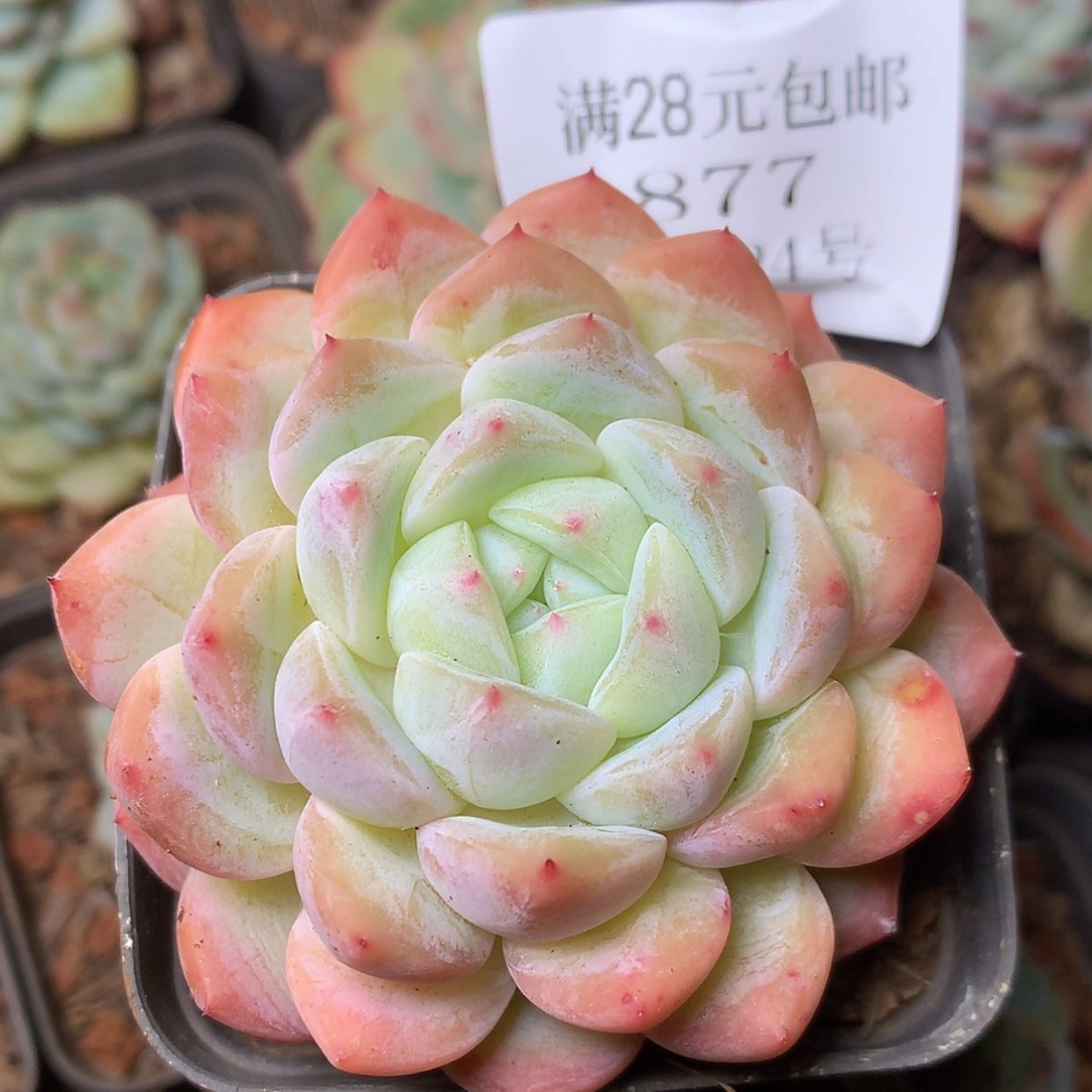 【闪购商品】云877号