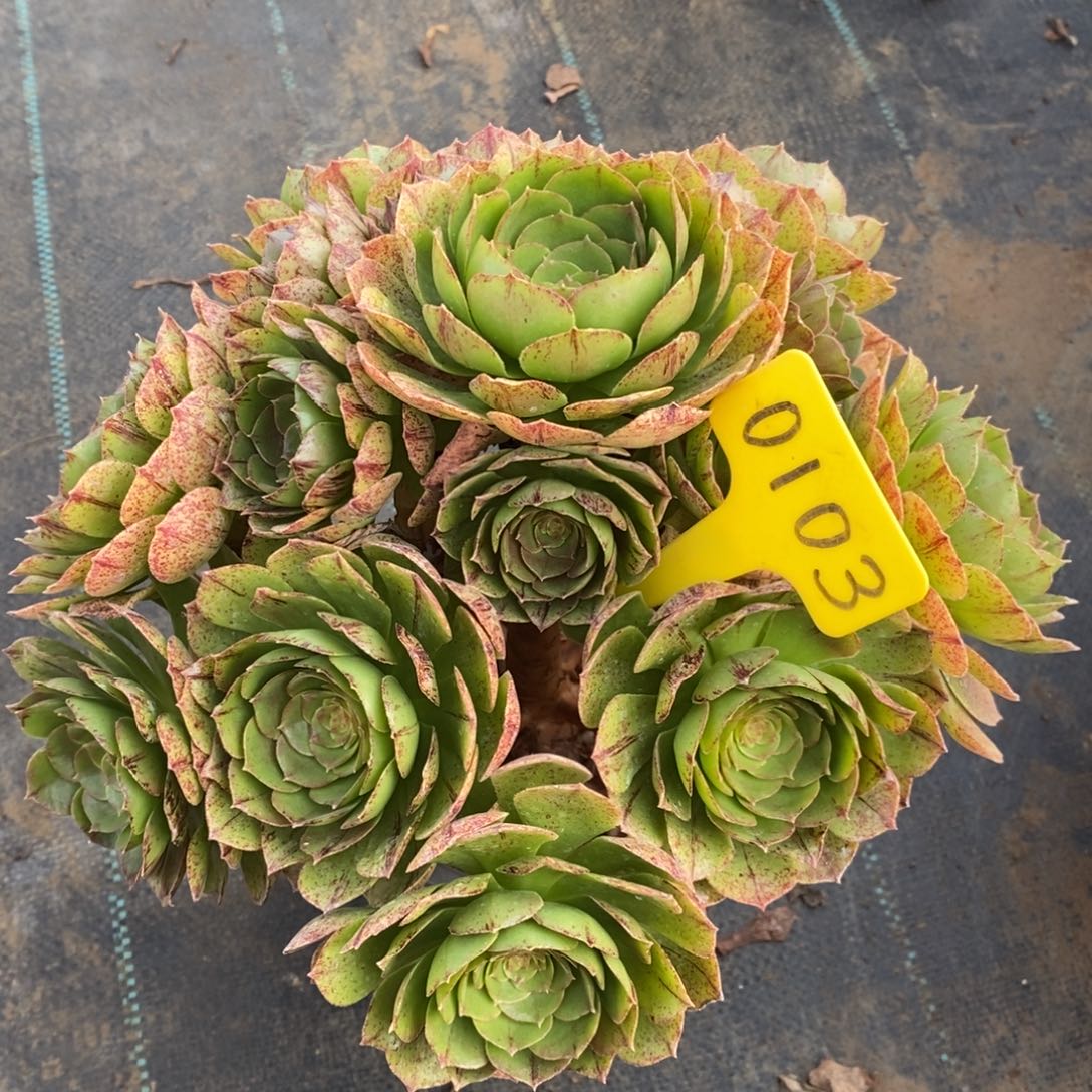 红陶0103万圣节拉丝