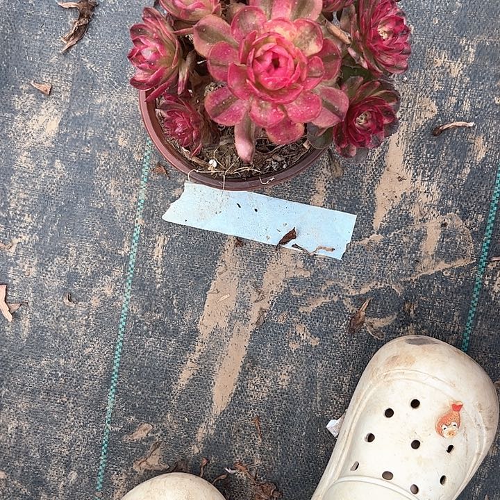 法师植物链接一物一拍34