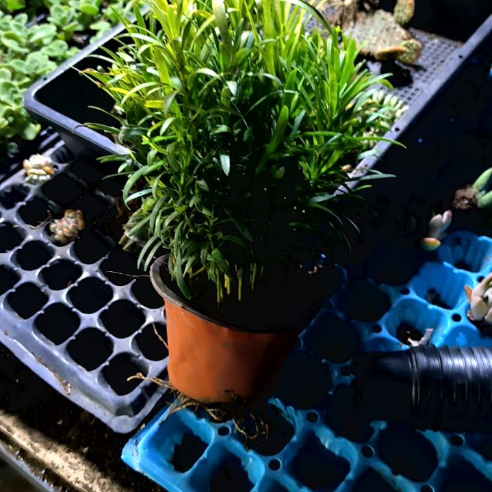 满9元包邮，，罗汉松30棵左右