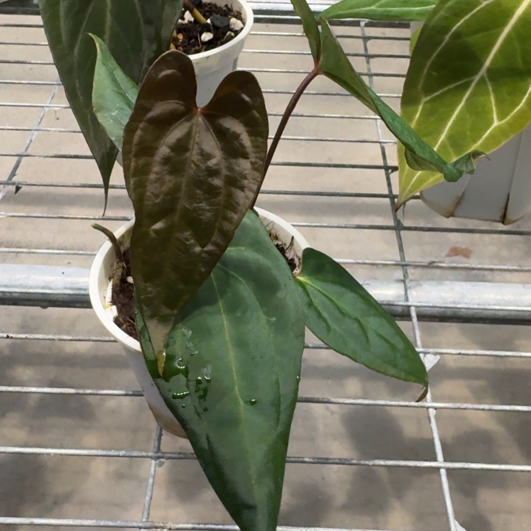 不开花植物黑凤凰F2