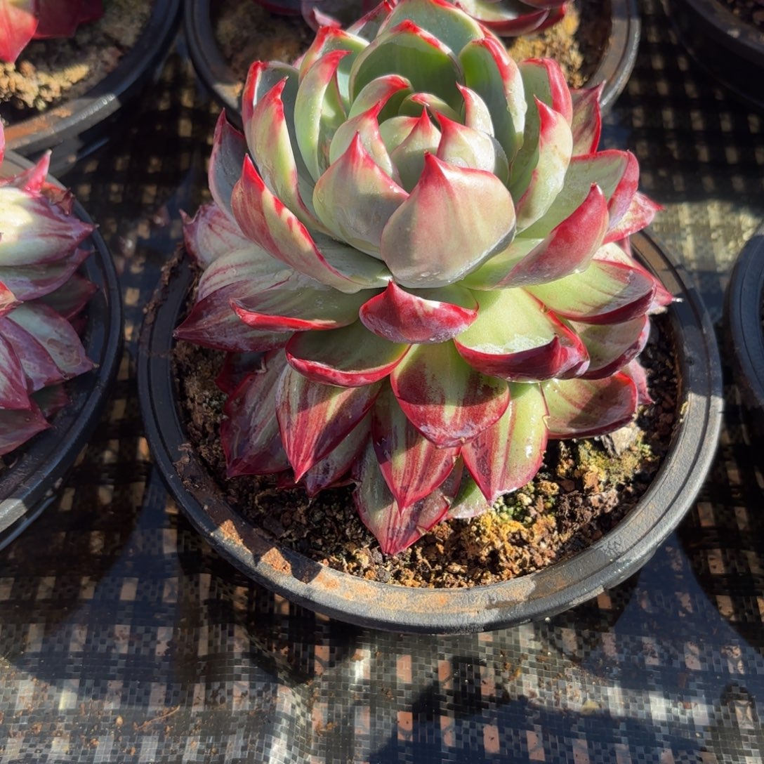 ****夏哈哈哈哈哈哈哈哈哈哈哈