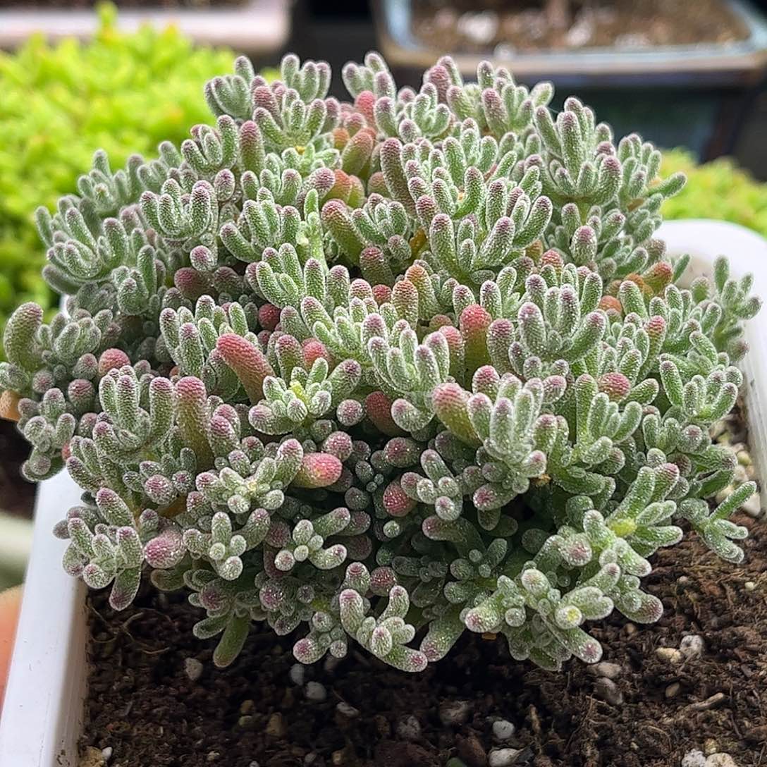 12冰晶优选枝干番杏