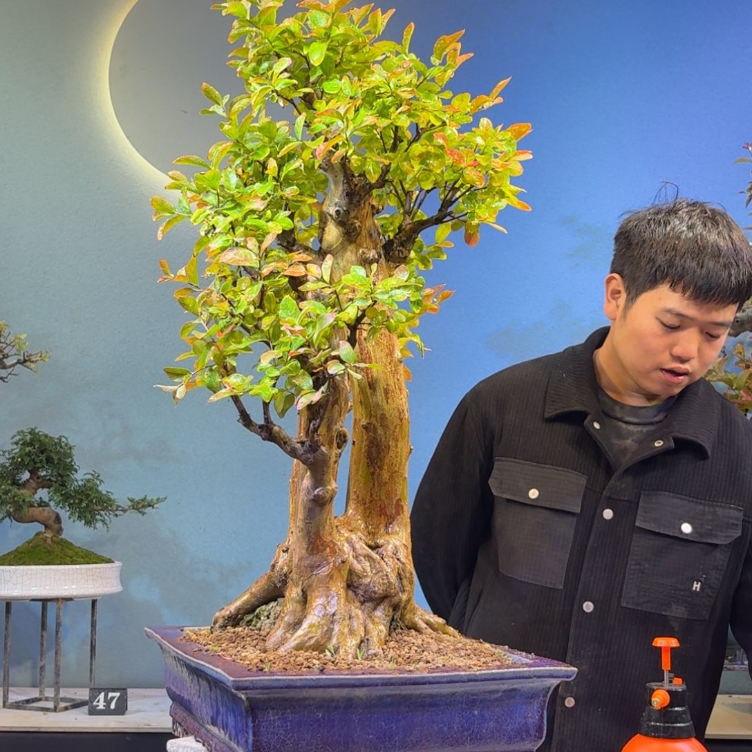 用***3无花朵红花紫薇一物一拍