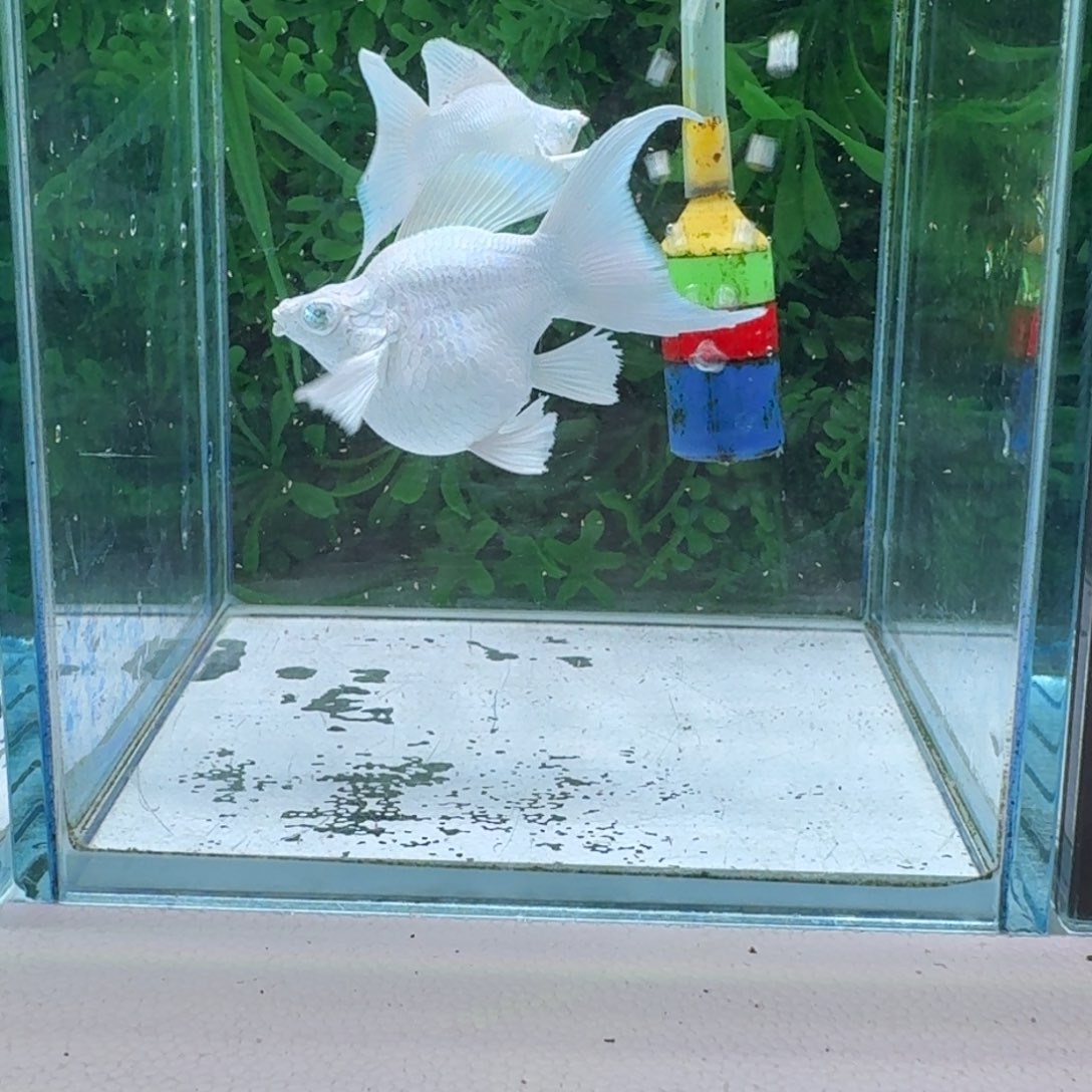 孔雀鱼747号瓷白玛丽2条