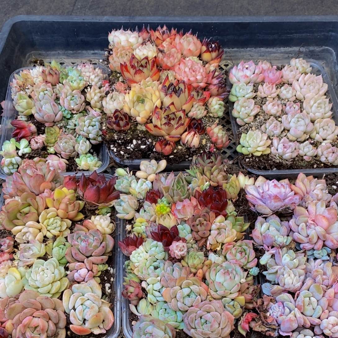 660多人在一起的时候