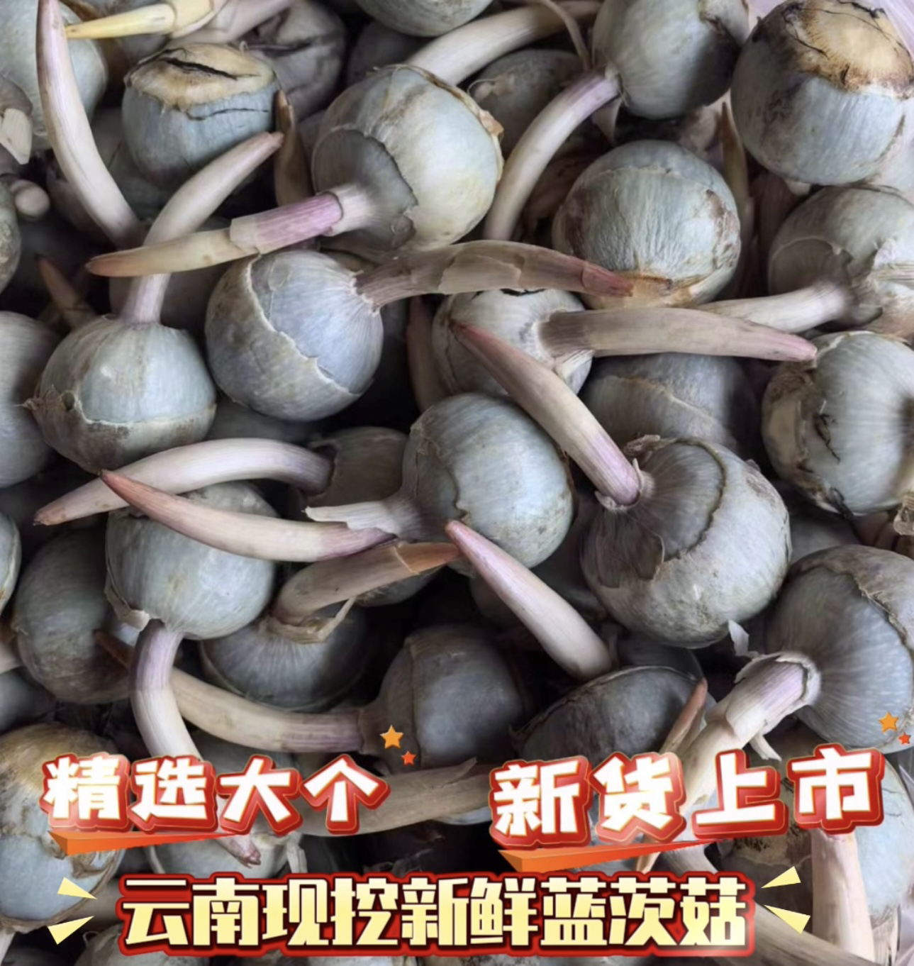 云南蓝茨菰新鲜现挖大号茨菇新鲜蔬菜马蹄茨菇
