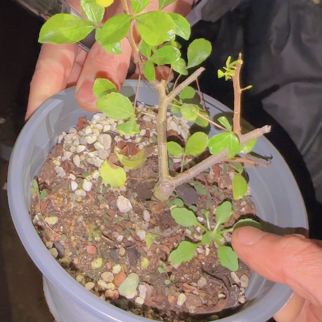 鹅***~块根植物块根植物