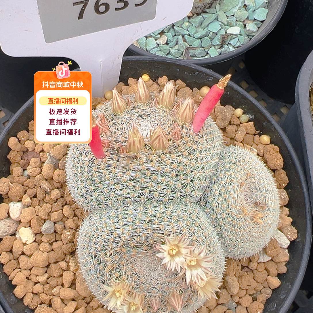 7639雪娟群实生裸根发货