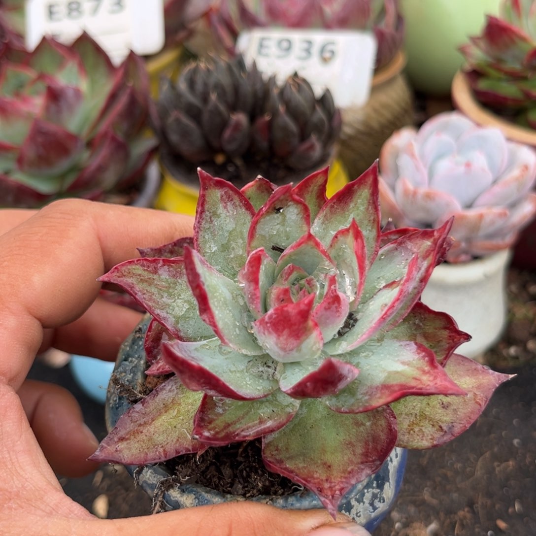 惊鸿一瞥多肉植物