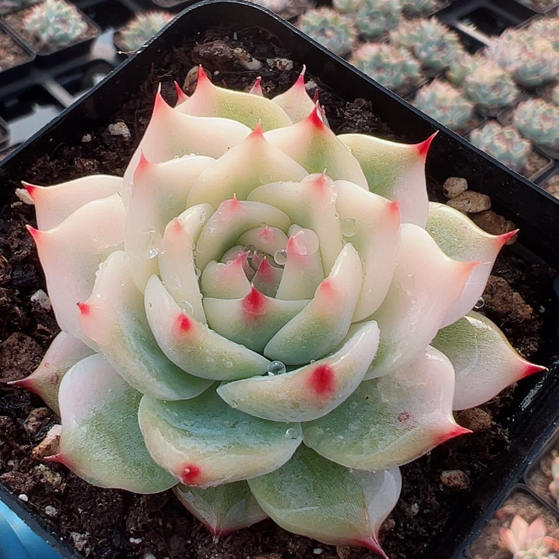 吉娃娃锦，多肉植物