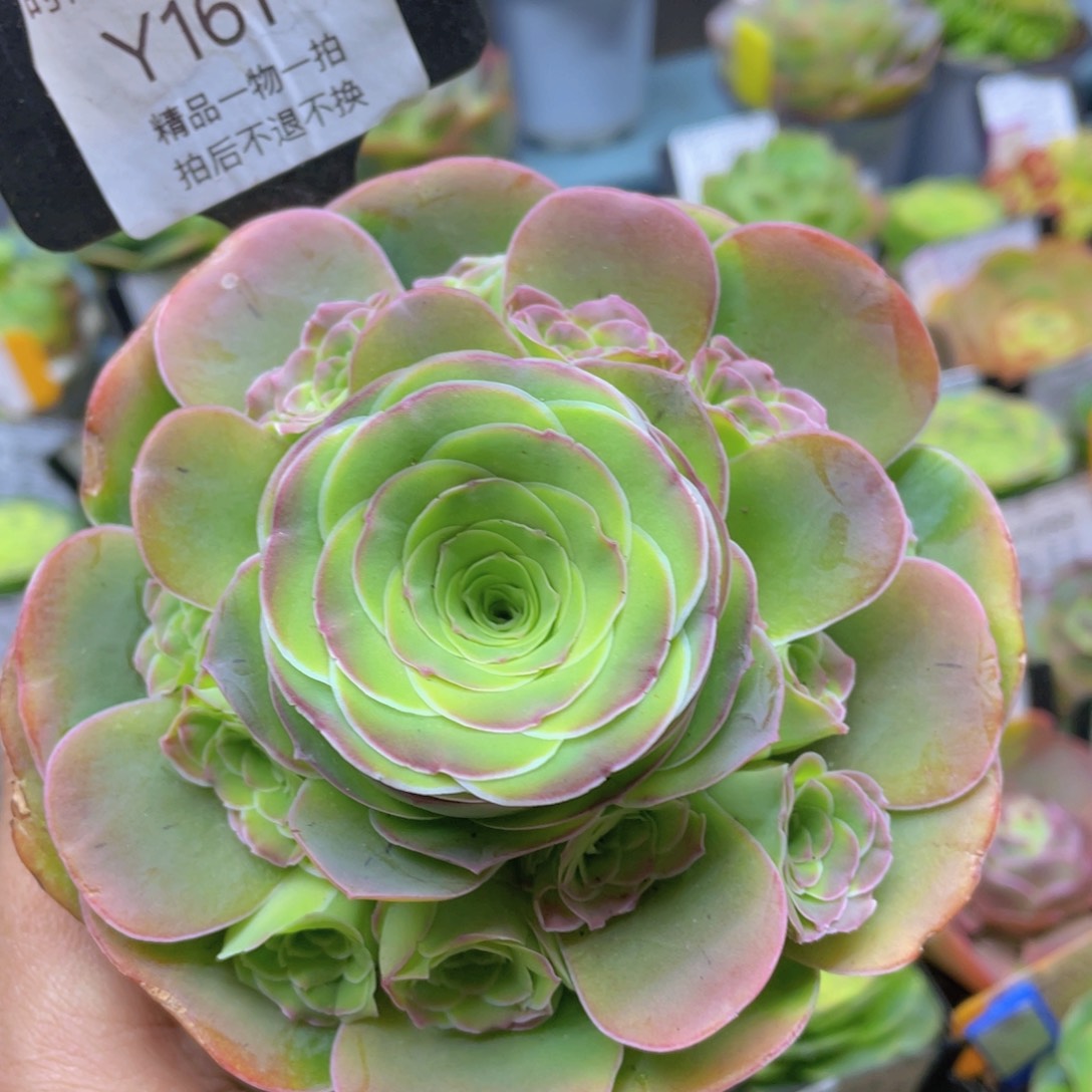 剪影新年福利161一物一拍