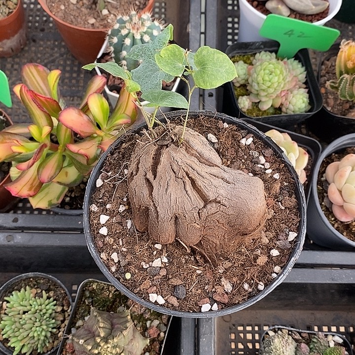 开播前的一个晚上我都在