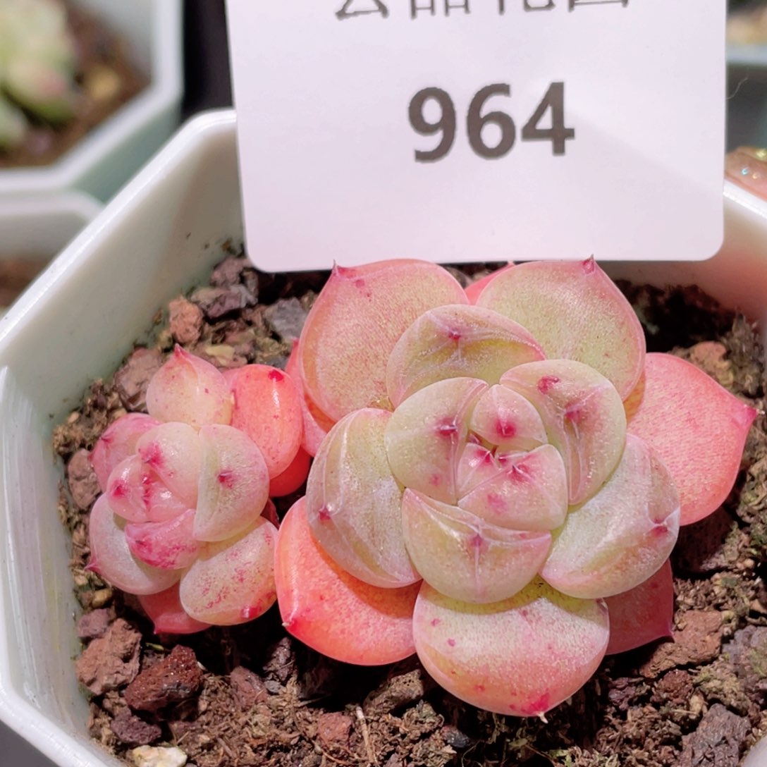 964号糖心冰心珍妮