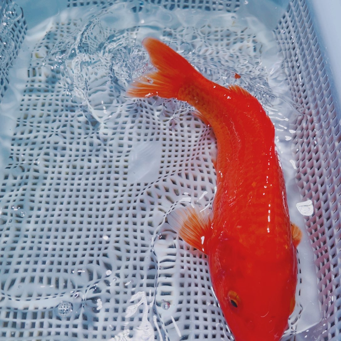 海水鱼锦鲤观赏鱼