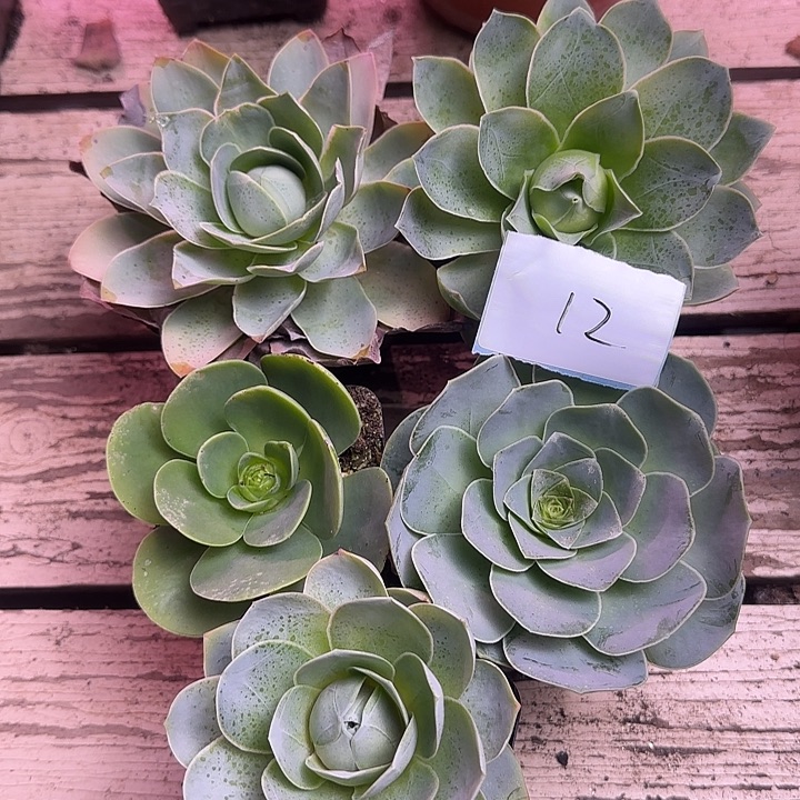 山地玫瑰一物一拍，带盆发12号