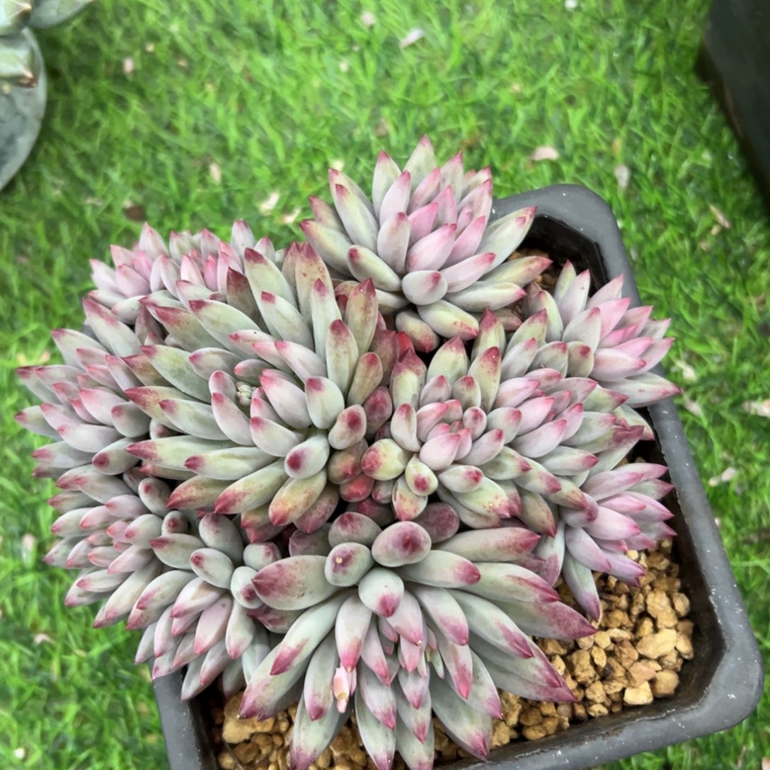 流沙虞美人群，一物一拍