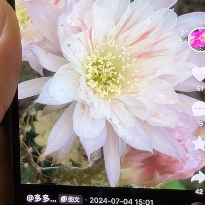 仙人球彩草歪雪花膏