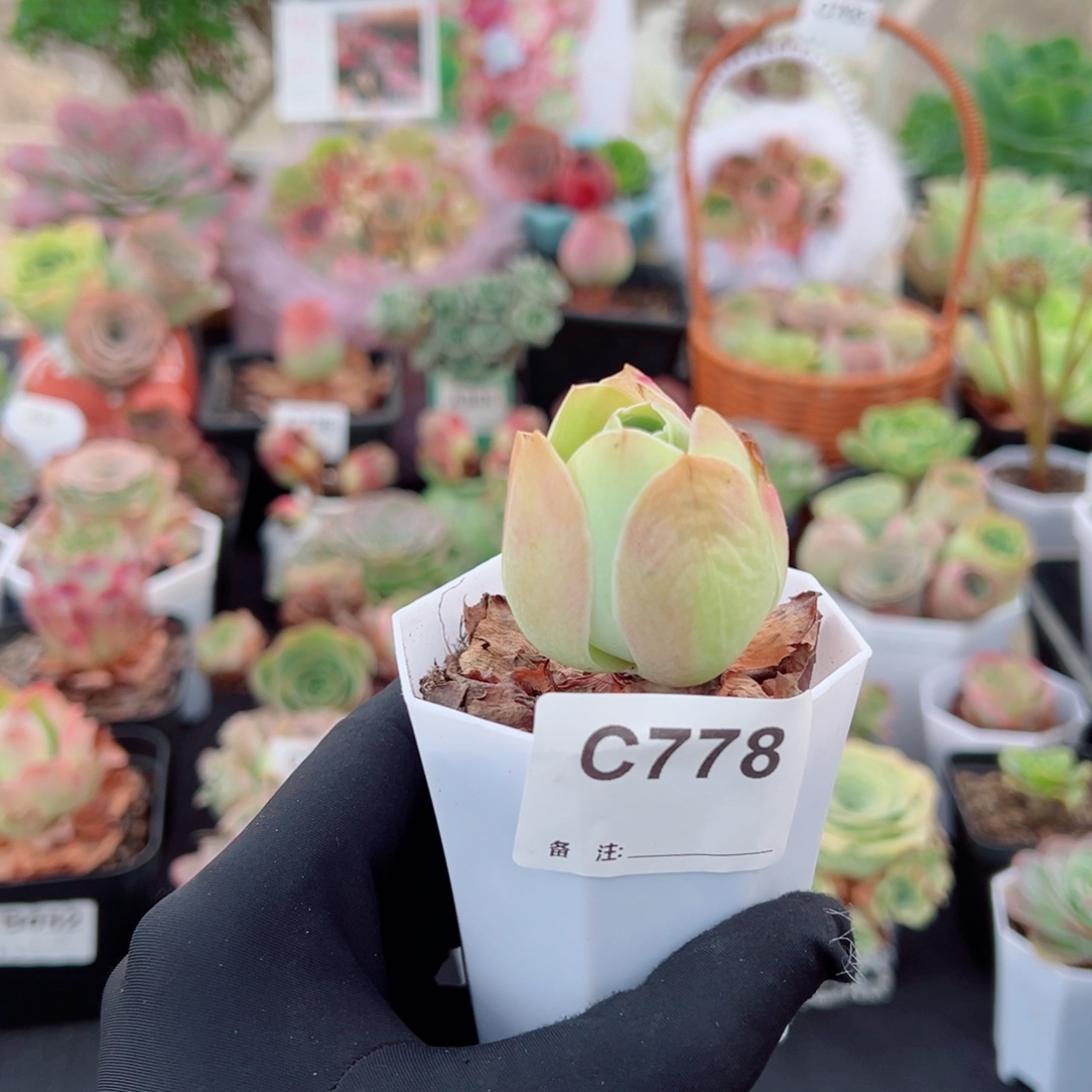 778粉桃子小老桩。  一物一拍