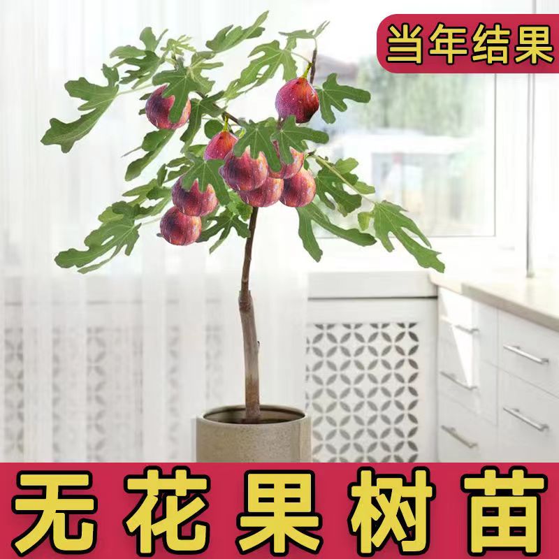 新品种无花果树苗（带土球1.1米左右发货）