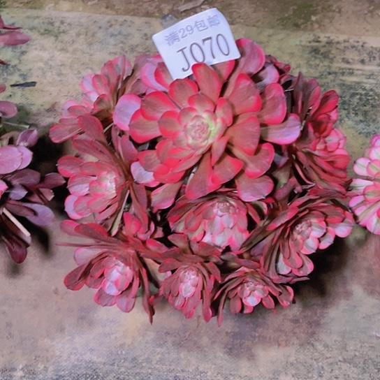 070艳花多肉植物