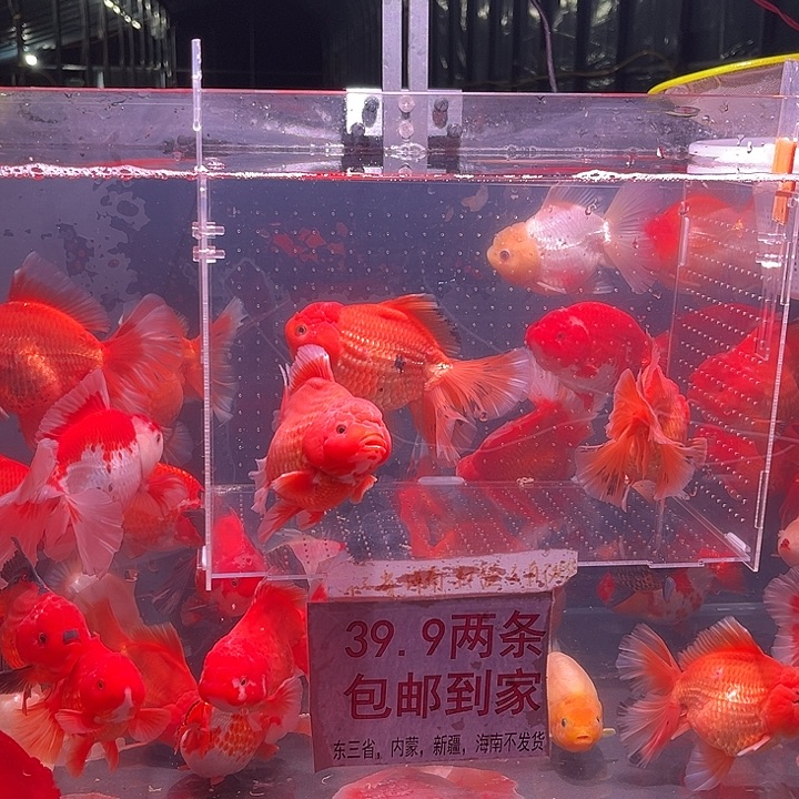 金鱼A老板专拍11111