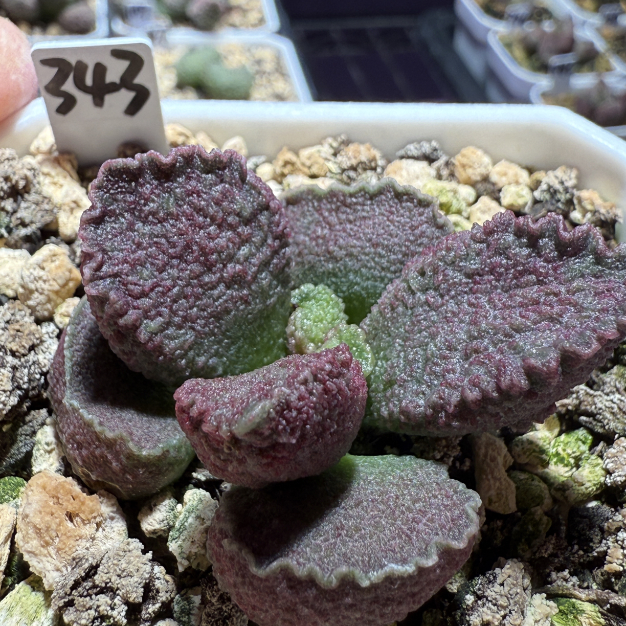 实生水泡，带盆发货满88包顺丰