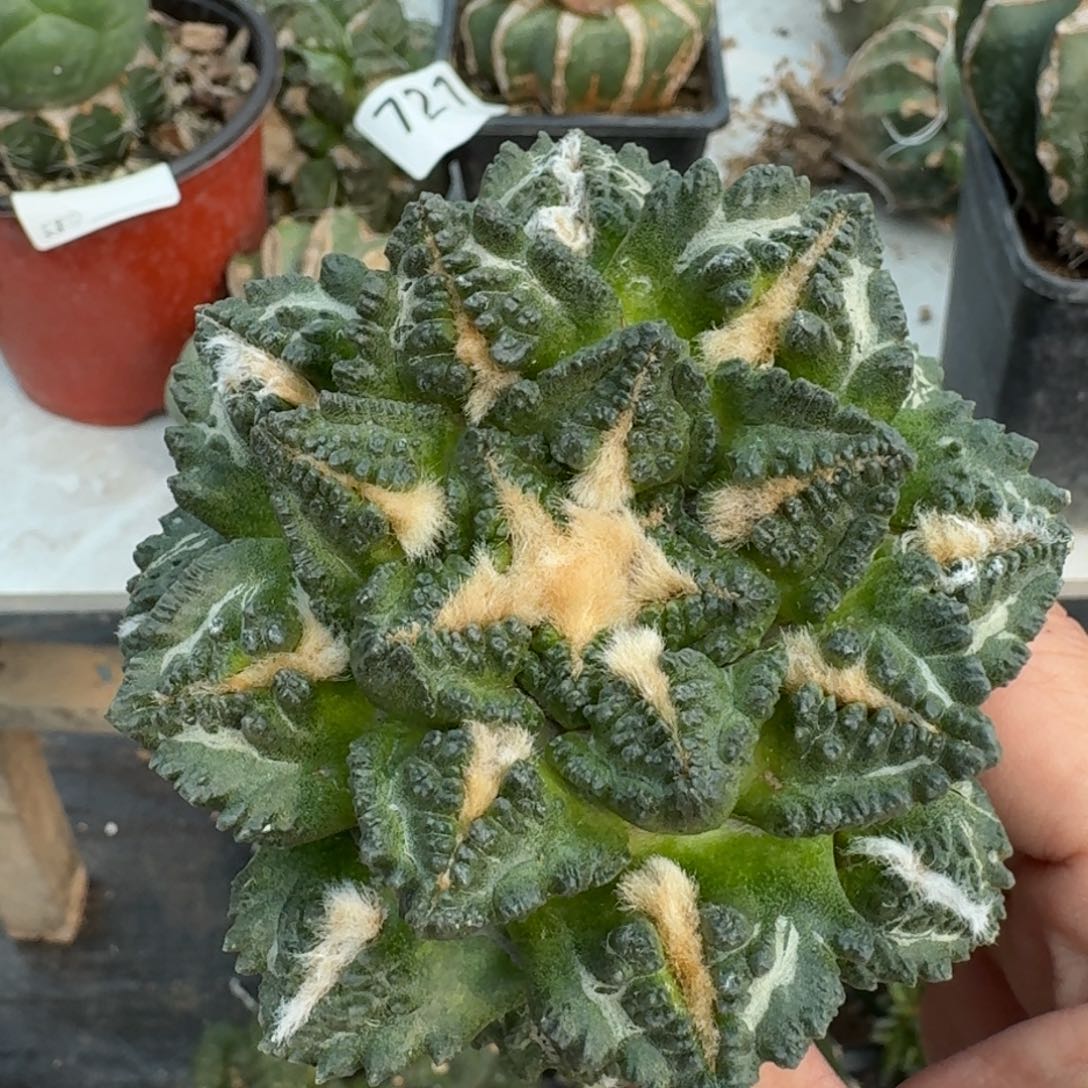 【闪购商品】大尤龟甲微瑕疵004