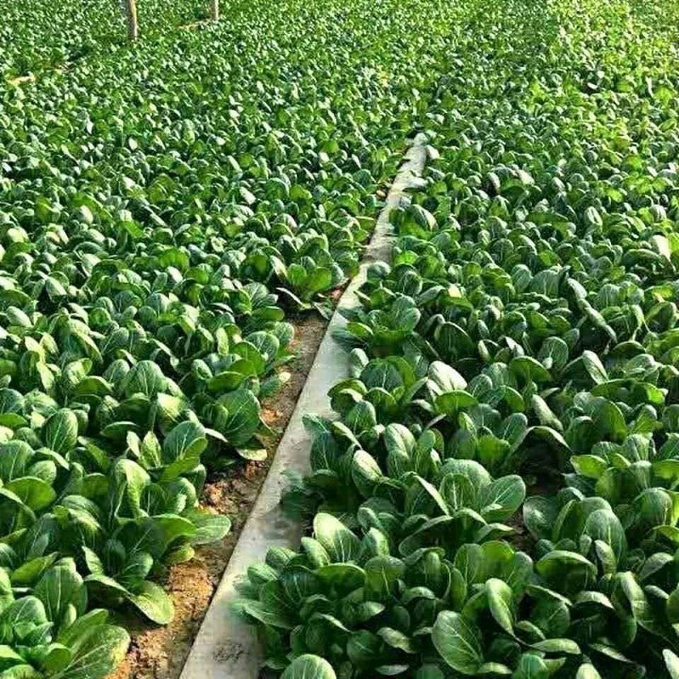 【全店满五包包邮】肉肉菜种子阳台种植优选种子