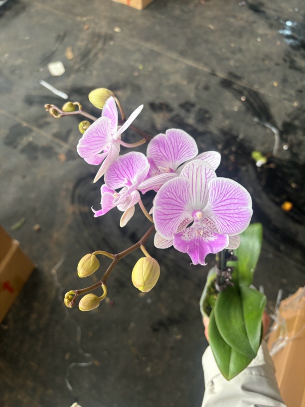 蝴蝶兰———(虞美人)开花发货（全场两颗包邮只拍一颗发花后苗）