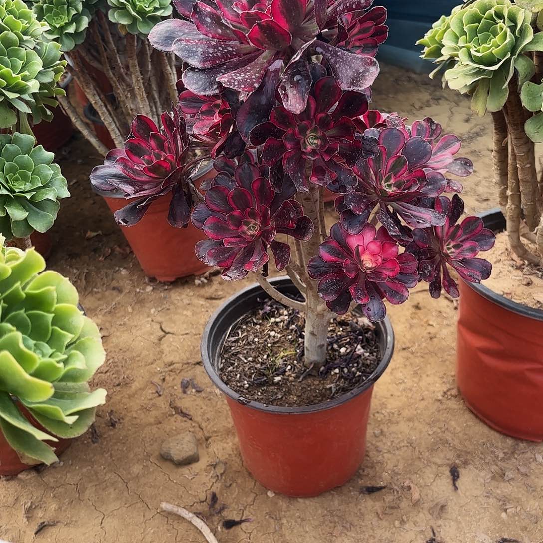 010丽娜多肉植物