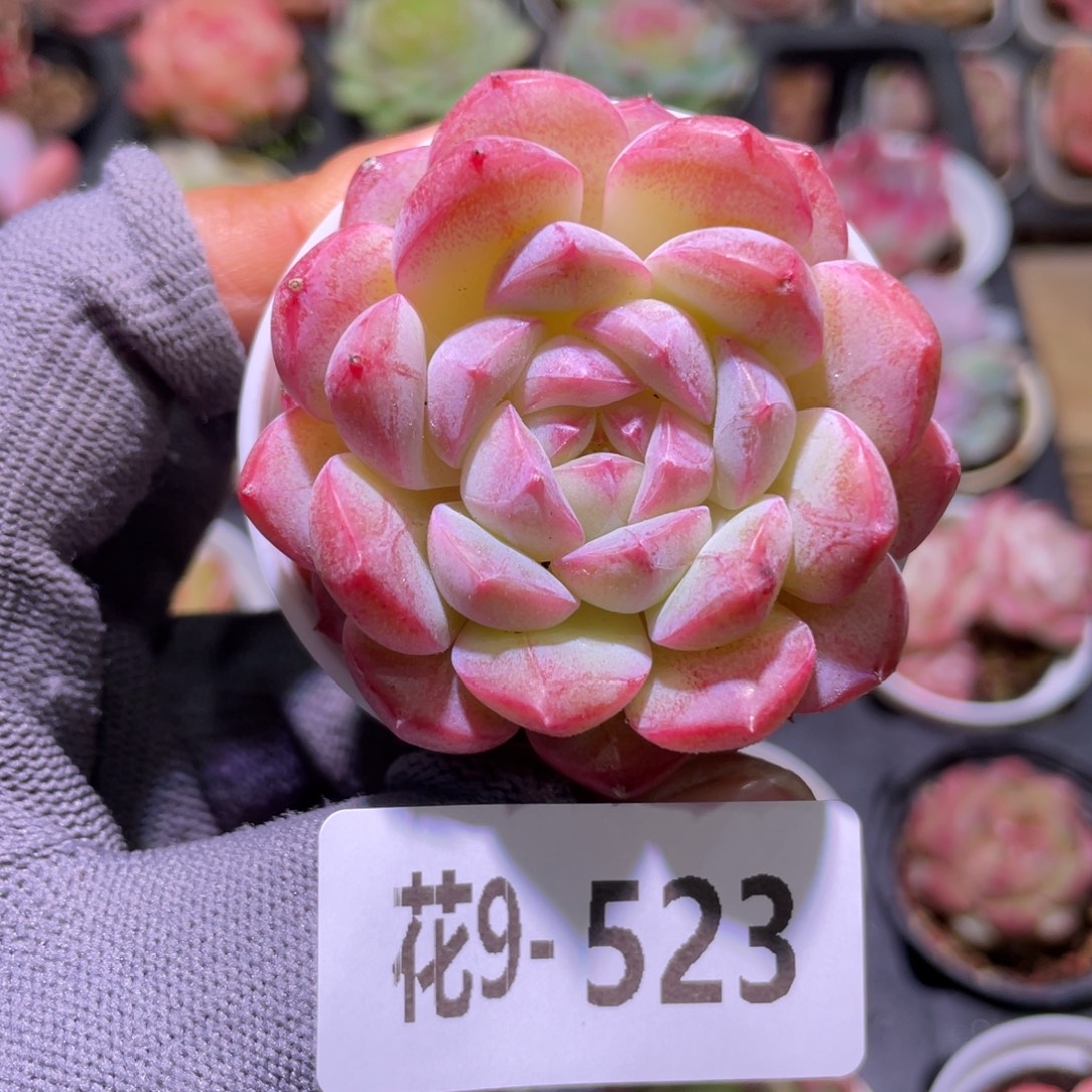 花利美9-523白桃汽水