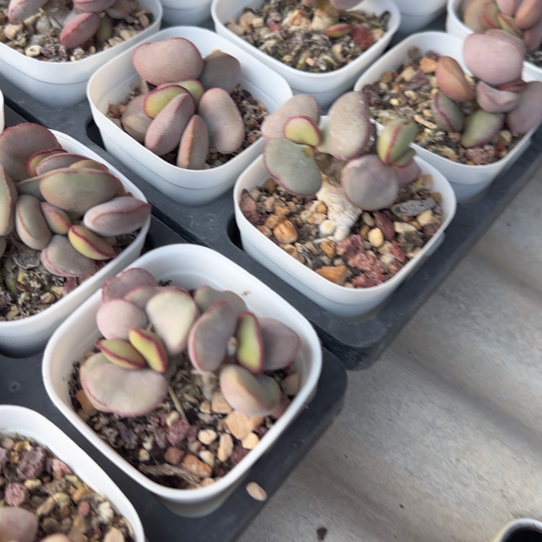 无***恶苏打绿补差水泡多肉植物