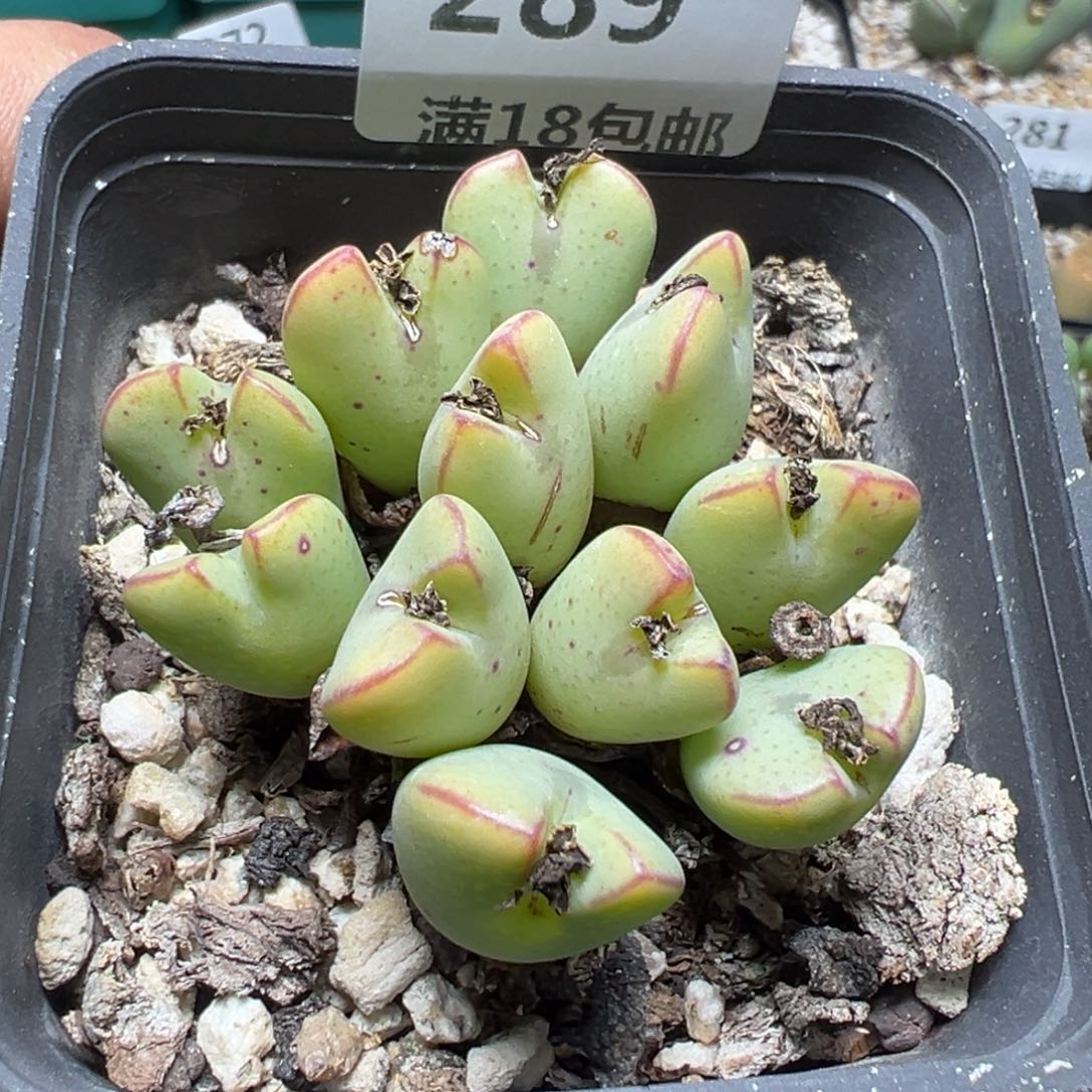 【闪购商品】 289。      