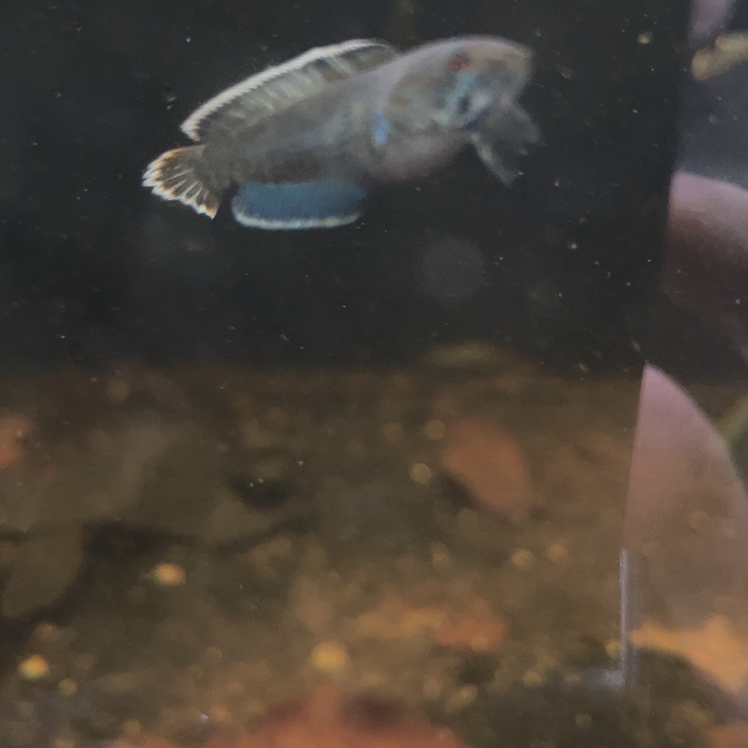 雷龙鱼奶茶1111111